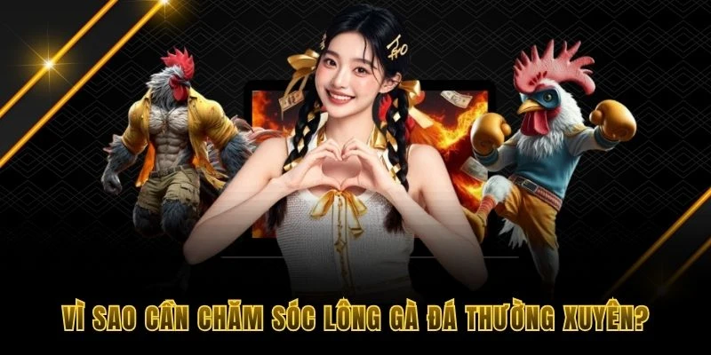 Vì sao nên chăm sóc lông gà đá thường xuyên?